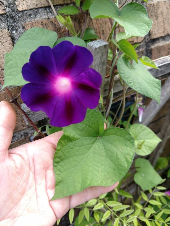 4 Live plants, Morning Glory Vines, - Ipomoea purpurea