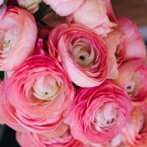 Fall Preorder - Pack of 10, Size L/XL, &#39;Pink&#39; Tecolote Ranunculus - Jumbo Persian Buttercup  - Size 8