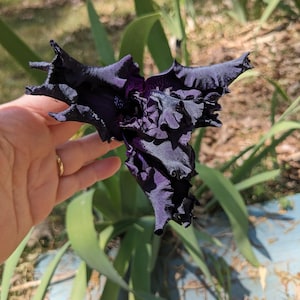 May include: A deep dark purple iris flower with heavily ruffled, velvety petals. The bloom features intricate, complex folds and a saturated, near-black coloration throughout its structure, showcasing a distinct, layered botanical form.
