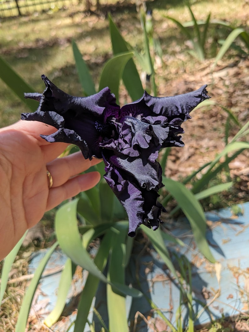 May include: A deep dark purple iris flower with heavily ruffled, velvety petals. The bloom features intricate, complex folds and a saturated, near-black coloration throughout its structure, showcasing a distinct, layered botanical form.