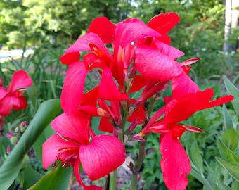 Pack of 3, Canna Lily, Crimson Red - Canna Lily Rhizomes