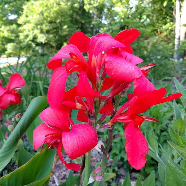 Pack of 3, Canna Lily, Crimson Red - Canna Lily Rhizomes