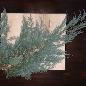 May include: A sprig of blue-green juniper foliage on a light beige surface.