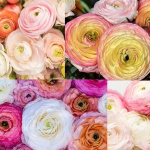 Fall Preorder - Pack of 10, Ranunculus - Jumbo Persian Buttercup - &#39;Pastel Romance Mix&#39; Tecolote - Size 8