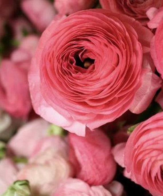 Pack of 20 - Aviv 'Rose, Ranunculus - Persian Buttercup - Size 7+
