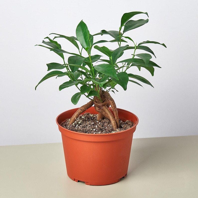 SunSoakedPlants Ficus Ginseng Houseplant - Thumbnail 4