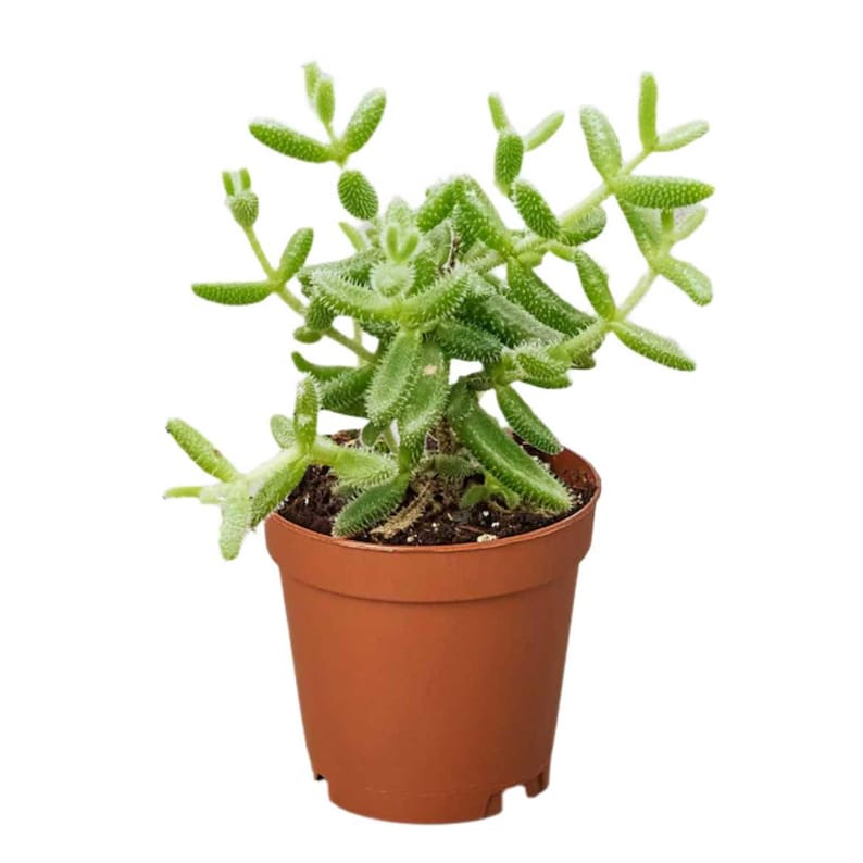 SunSoakedPlants Delosperma echinatum Pickle Plant - Thumbnail 2