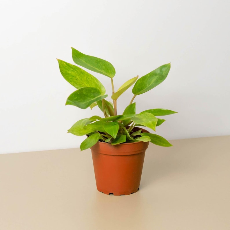 SunSoakedPlants Philodendron Painted Lady - Thumbnail 2