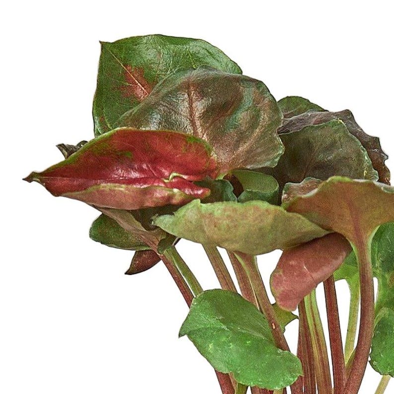 SunSoakedPlants Syngonium Merry - Thumbnail 3