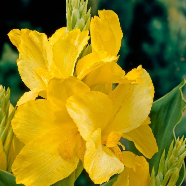 Pack of 3, Yellow Canna Lily - King City Gold, Dwarf