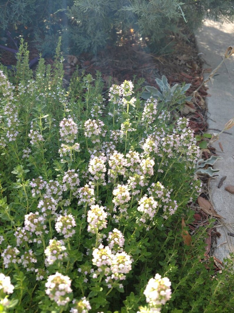 Pack of 3 Evergreen Creeping Thyme fast growing ground Etsy