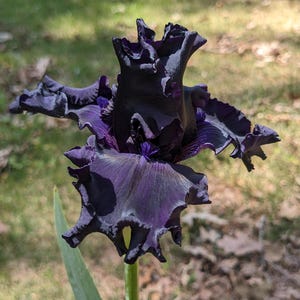 May include: A deep dark purple iris flower with ruffled, velvety petals and a prominent central structure. The bloom displays intense violet and near-black tones with a textured, wavy edge, supported by a slender green stem and a single green leaf.