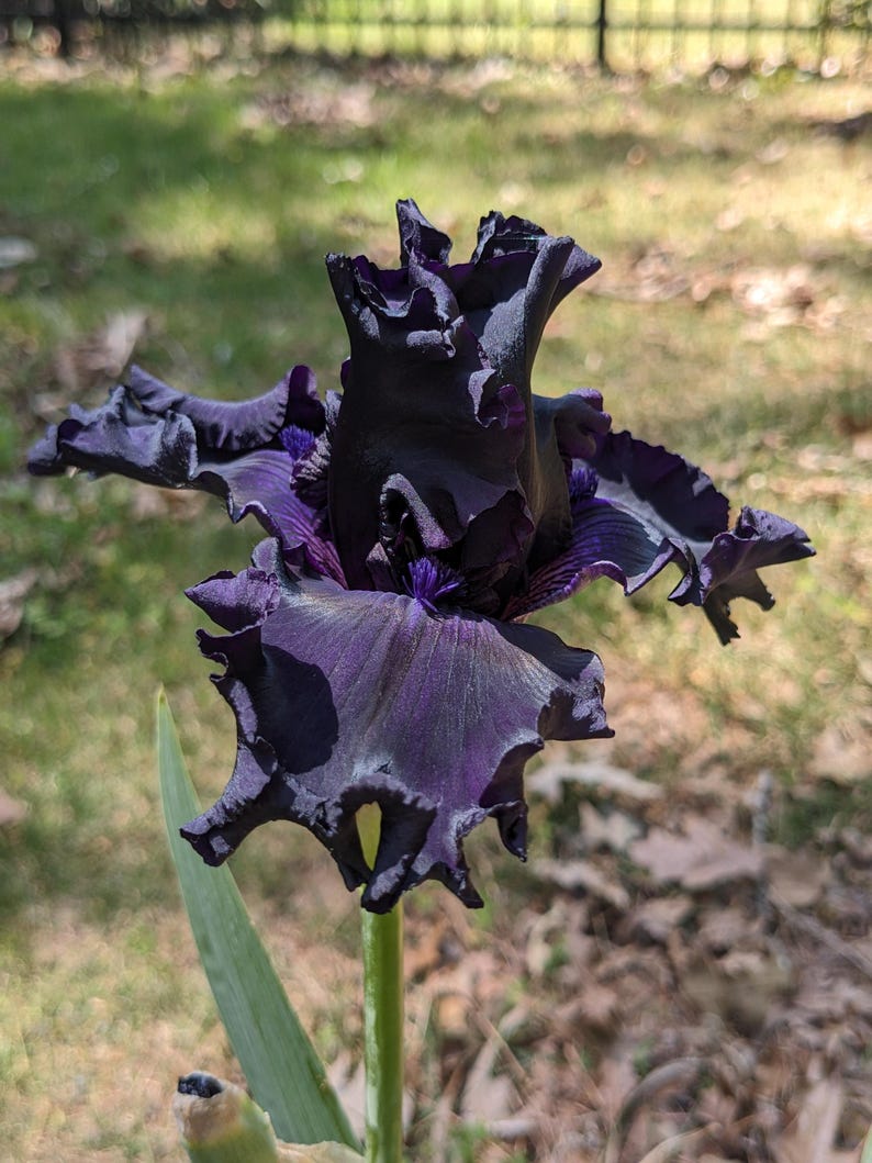 May include: A deep dark purple iris flower with ruffled, velvety petals and a prominent central structure. The bloom displays intense violet and near-black tones with a textured, wavy edge, supported by a slender green stem and a single green leaf.