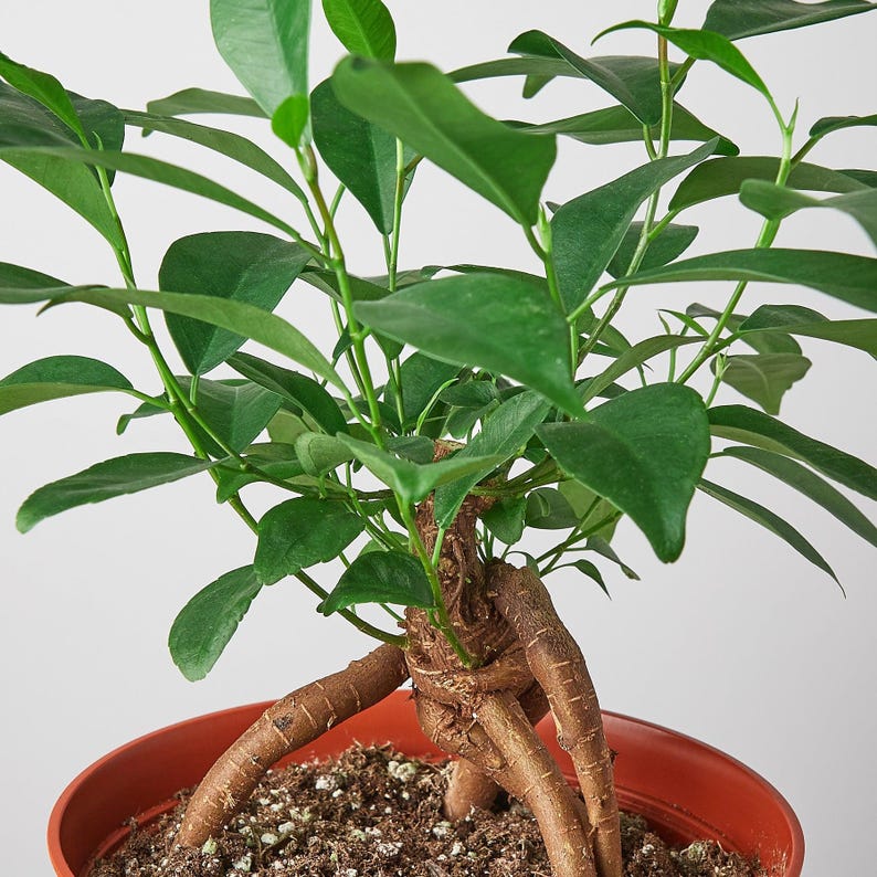 SunSoakedPlants Ficus Ginseng Houseplant - Thumbnail 5