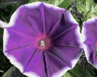 Live Plant - Japanese Morning Glory, 'Amethyst of Atlantis', Rare Variety, Morning Glory Vine