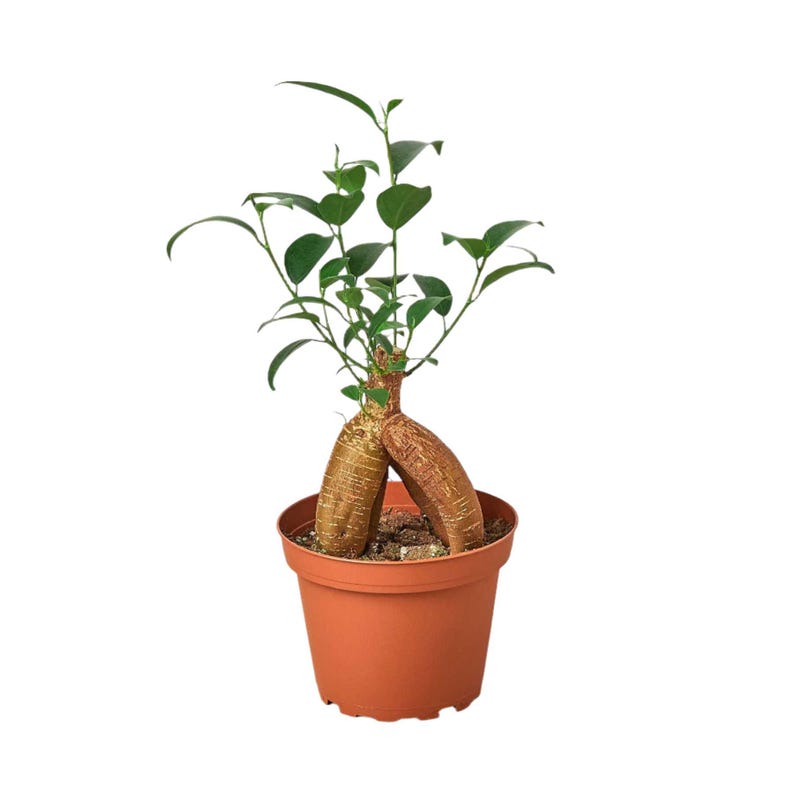 SunSoakedPlants Ficus Ginseng Houseplant - Thumbnail 3