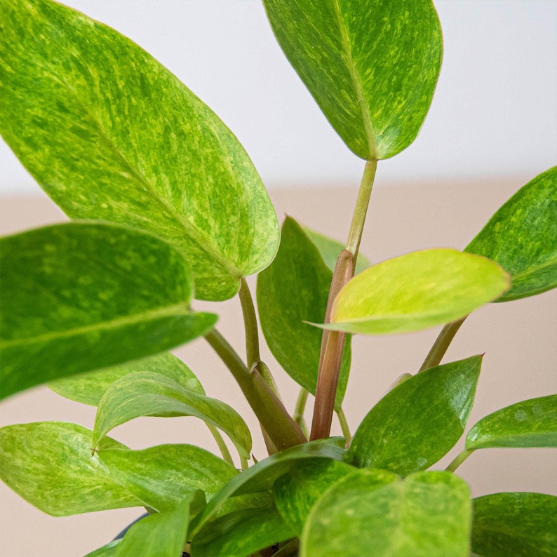 SunSoakedPlants Philodendron Painted Lady