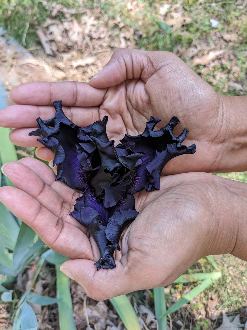 May include: A deep dark purple iris flower with heavily ruffled, wavy petal edges. The bloom displays a velvety texture and intense, saturated color tones that transition from near-black at the tips to a lighter violet hue near the center base.