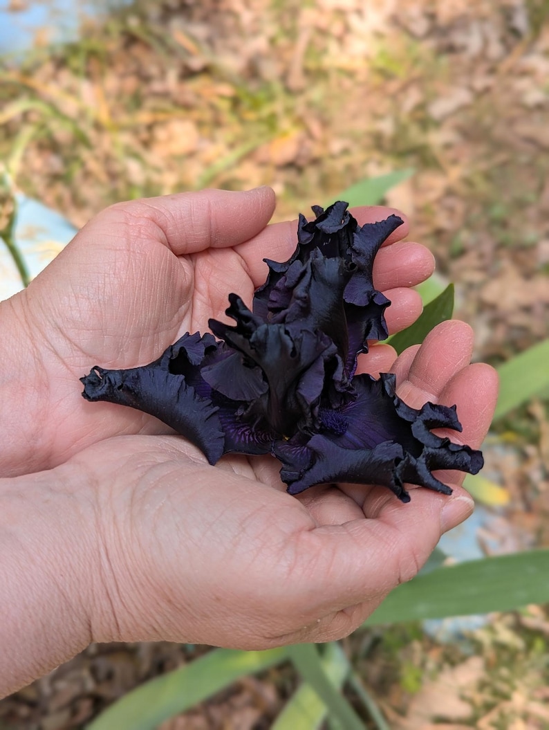 May include: A deep dark purple iris flower with ruffled, velvety petals. The bloom features complex, layered structures with a saturated, near-black coloration throughout its form, showcasing intricate textures and a distinct, dramatic floral shape.