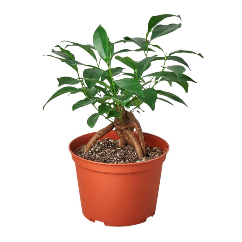 SunSoakedPlants Ficus Ginseng Houseplant - Thumbnail 2
