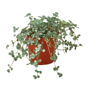 May include: A potted plant with small, round, silvery-green leaves and trailing stems. The plant is in a terracotta-colored pot. The leaves have a slight blue-green hue, and the plant is set against a white background.