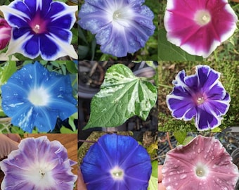 BOGO SALE Pack of 2, Exotic Japanese Morning Glory Mix - 2 Live Plants - Rare/uncommon varieties