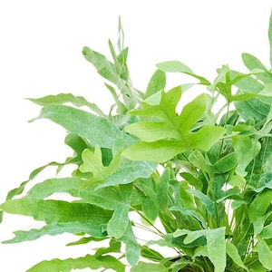 Fern &#39;Blue Star&#39; - 6&quot; Pot