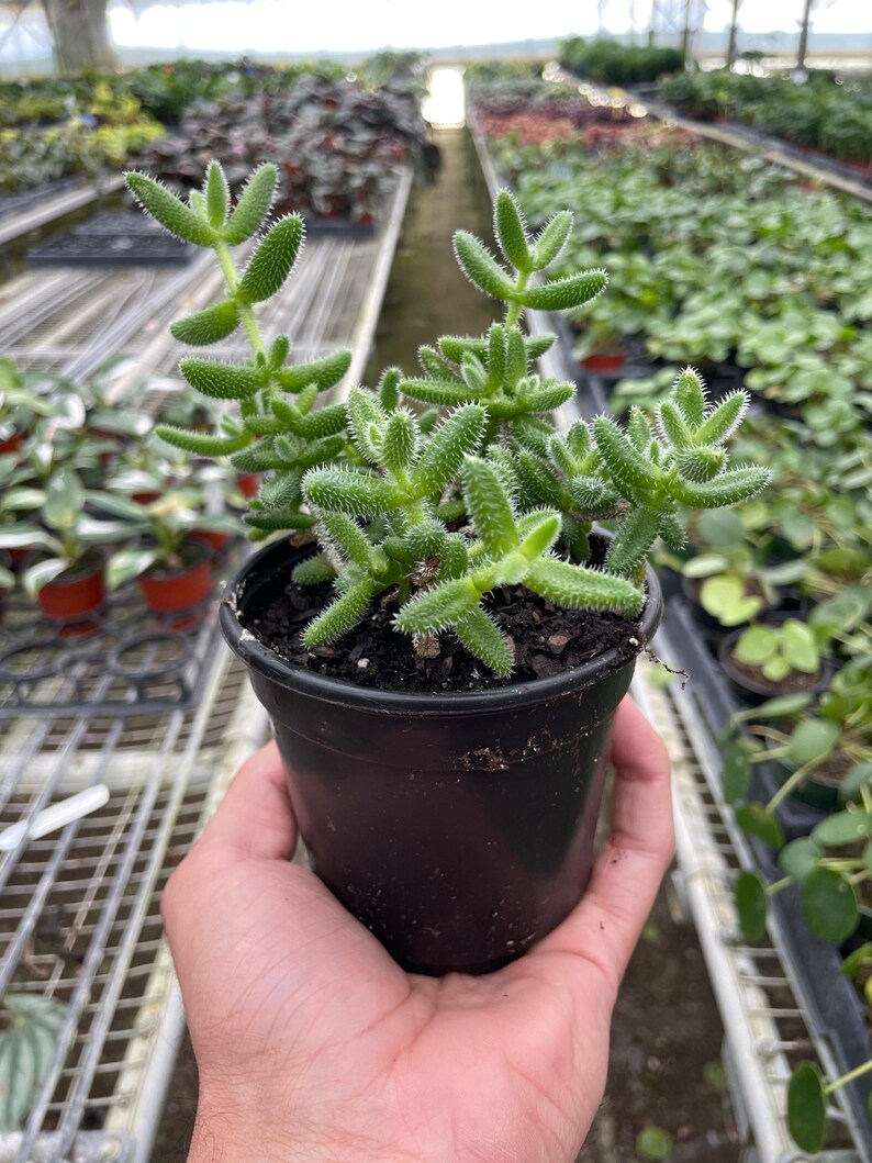 SunSoakedPlants Delosperma echinatum Pickle Plant - Thumbnail 4