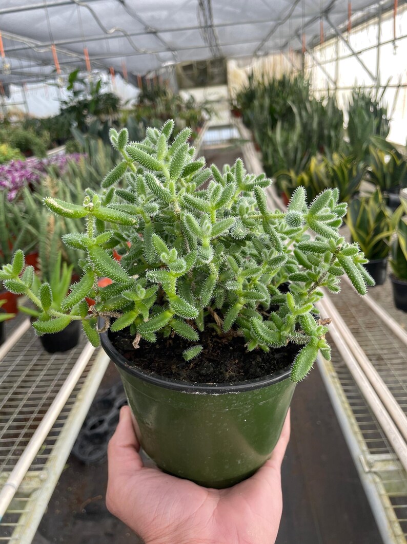 SunSoakedPlants Delosperma echinatum Pickle Plant - Thumbnail 5