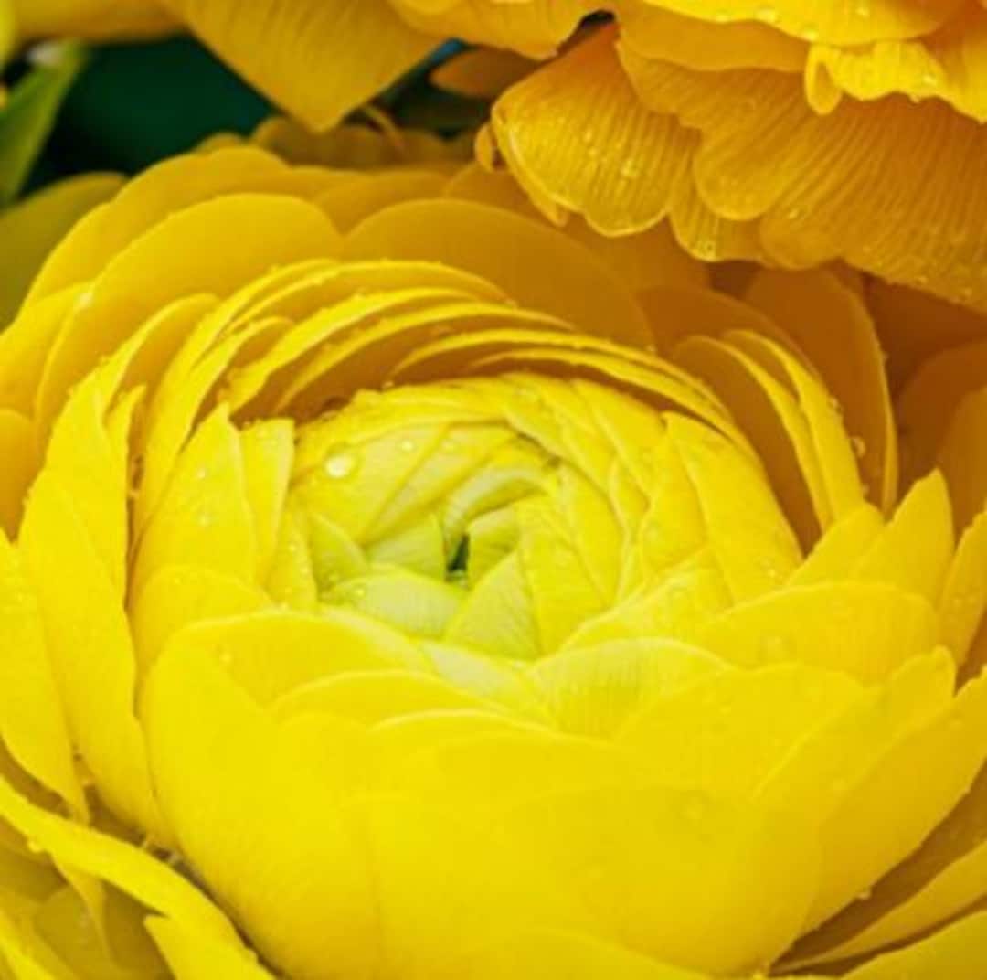 Pack of 10, Large Bloom Variety, 'gold' Tecolote, Ranunculus - Jumbo ...