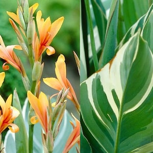 planting bromeliads Bromeliad Alcantarea Imperialis