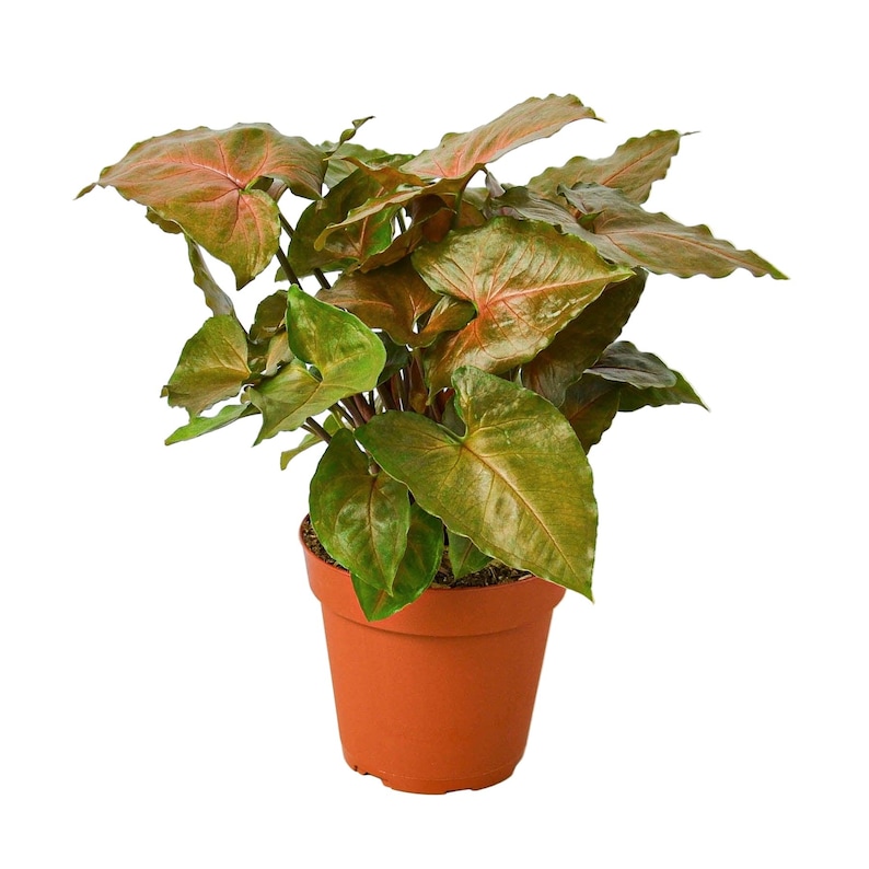SunSoakedPlants Syngonium Merry