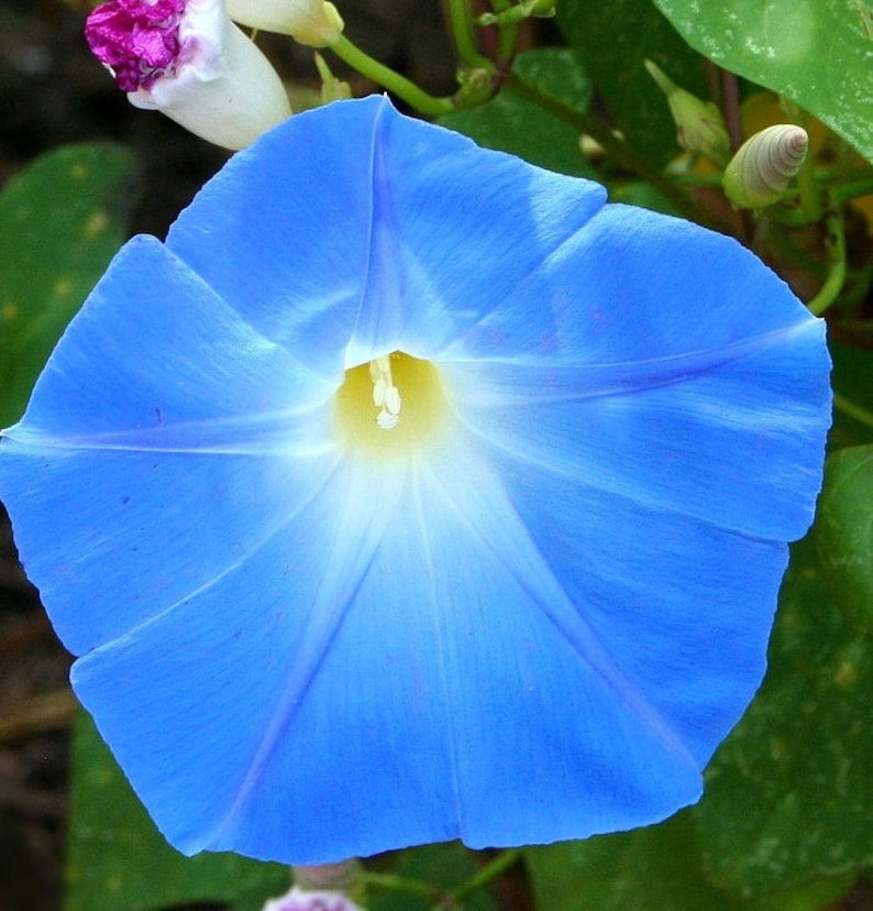 K&ouml;nnte beinhalten: Eine leuchtend blaue Morgenr&ouml;hre mit wei&szlig;em Zentrum und einer zarten rosa Knospe im Hintergrund.