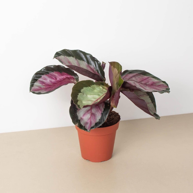 SunSoakedPlants Calathea roseopicta Silvia