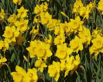 Pack of 20 - Dutch Master - Narcissus trumpet Daffodil bulbs