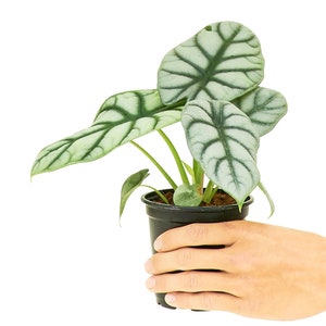 Alocasia Silver Dragon 4 Pot image 3