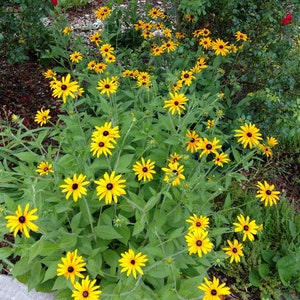 Pack of 3-  Live Black Eyed Susan - Rudbeckia fulgida - full sun, drought tolerant, live plant