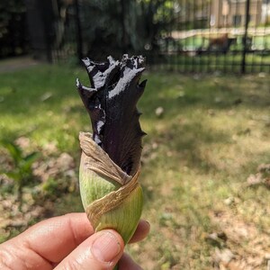 May include: A dark purple, almost black iris flower bud with ruffled, velvety petals emerging from a light green, papery sheath. The flower bud is held upright, showcasing its deep, saturated color and the delicate texture of the sepals.