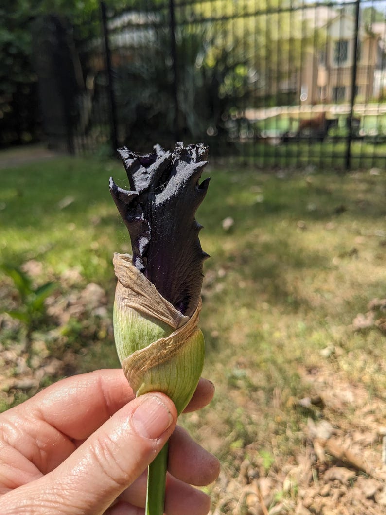 May include: A dark purple, almost black iris flower bud with ruffled, velvety petals emerging from a light green, papery sheath. The flower bud is held upright, showcasing its deep, saturated color and the delicate texture of the sepals.