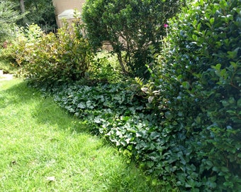 BOGO Sale - Pack of 10 - English ivy - common ivy - cuttings with roots, Hedera helix