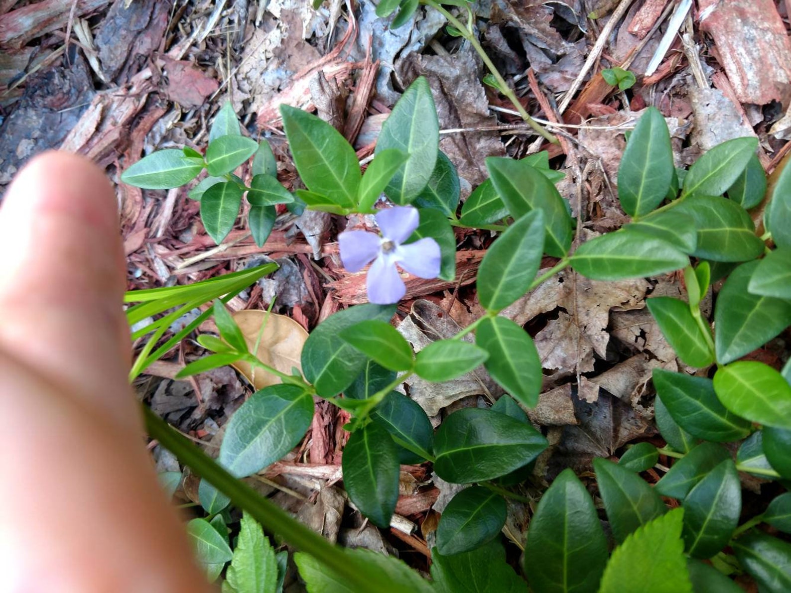 Pack of 10 Vinca Minor Fastgrowing Evergreen Ground Cover Etsy