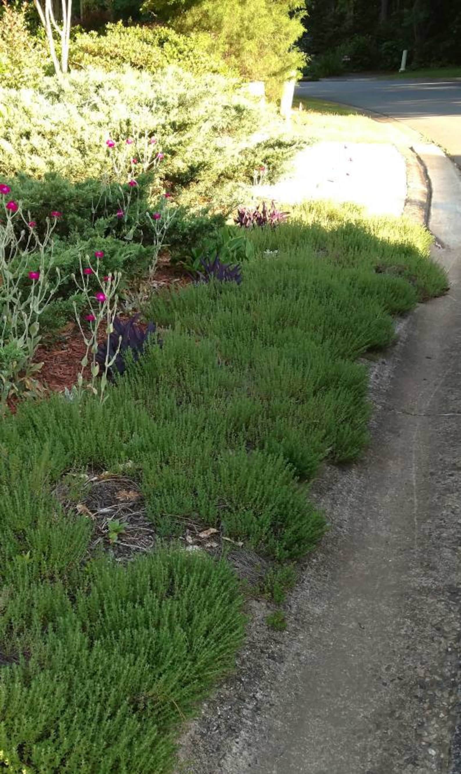 Pack of 3 Evergreen Creeping Thyme fast growing ground Etsy