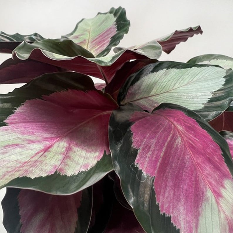 SunSoakedPlants Calathea roseopicta Silvia - Thumbnail 3
