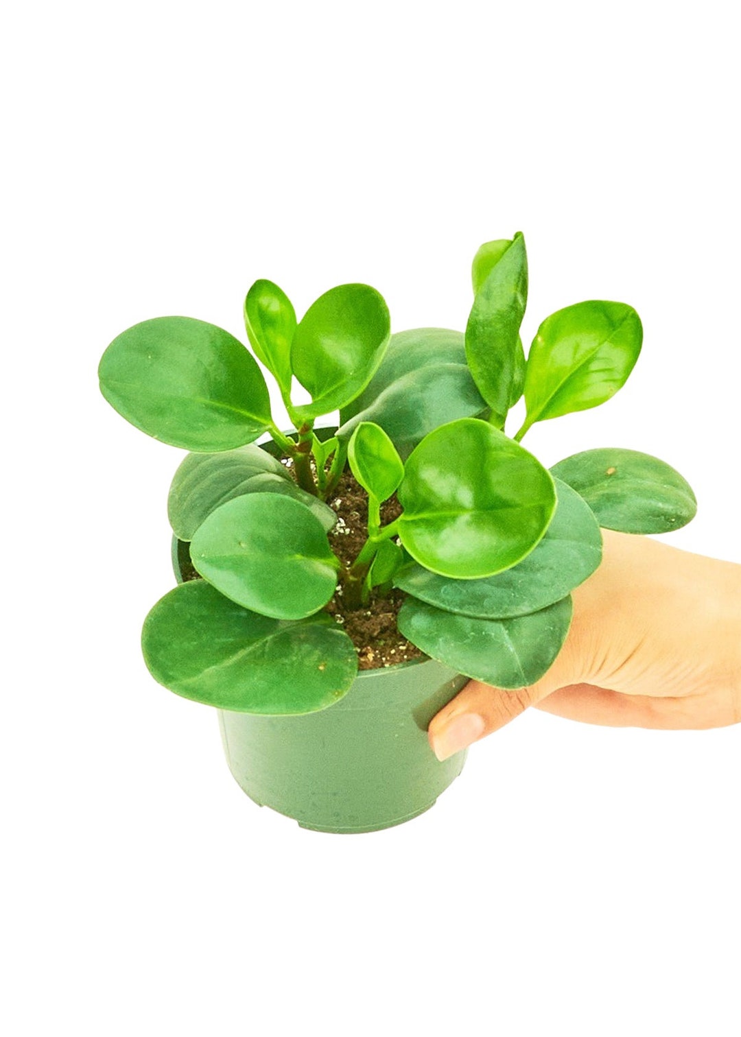 Baby Rubber Plant, 4 Pot American Rubberplant, Peperomia Obtusifolia