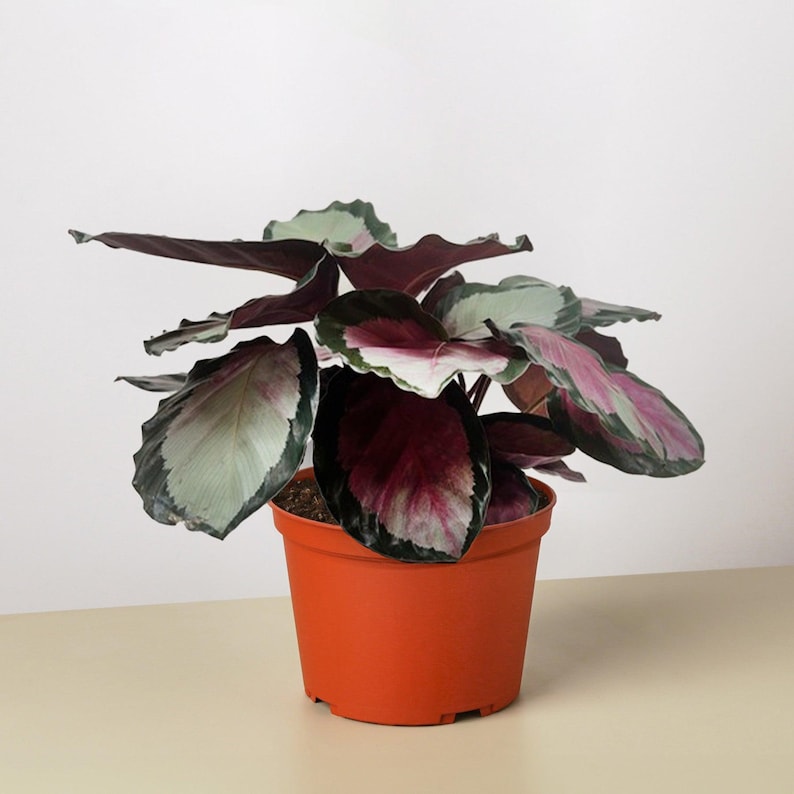 SunSoakedPlants Calathea roseopicta Silvia - Thumbnail 2