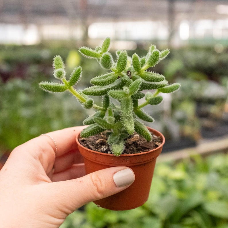 SunSoakedPlants Delosperma echinatum Pickle Plant - Thumbnail 3