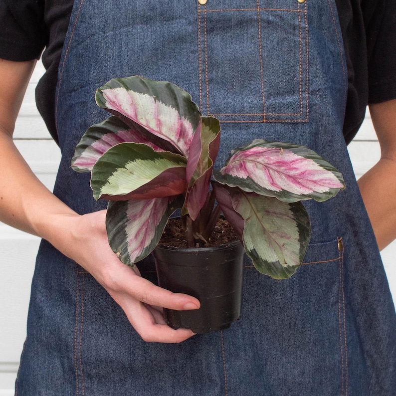SunSoakedPlants Calathea roseopicta Silvia - Thumbnail 5