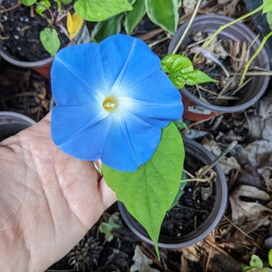 K&ouml;nnte beinhalten: Eine leuchtend blaue Morgenlorbeer-Blume mit wei&szlig;em Zentrum und gelbem Pollen. Die Blume wird in einer Hand vor einem Hintergrund aus gr&uuml;nen Bl&auml;ttern und brauner Erde gehalten.