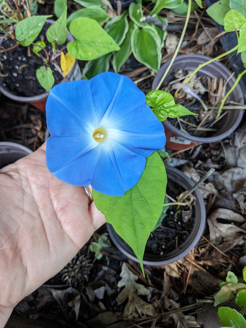 K&ouml;nnte beinhalten: Eine leuchtend blaue Morgenlorbeer-Blume mit wei&szlig;em Zentrum und gelbem Pollen. Die Blume wird in einer Hand vor einem Hintergrund aus gr&uuml;nen Bl&auml;ttern und brauner Erde gehalten.