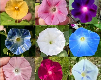BOGO SALE - 4 Live plants, Morning Glory Mix Variety Pack